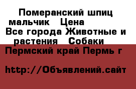 Померанский шпиц мальчик › Цена ­ 30 000 - Все города Животные и растения » Собаки   . Пермский край,Пермь г.